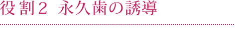 役割2 永久歯の誘導